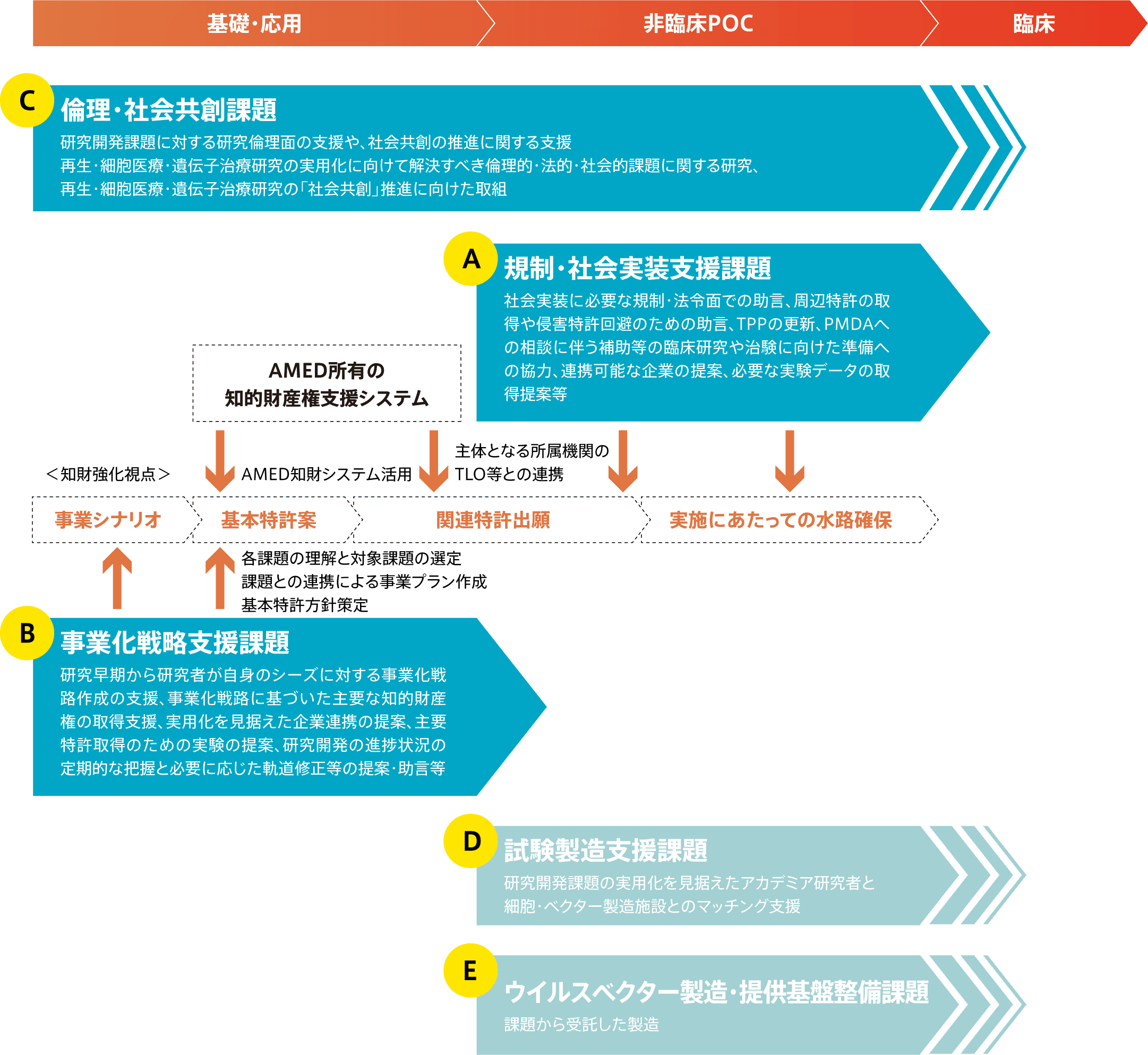 再生・細胞医療・遺伝子治療研究実用化支援課題の役割