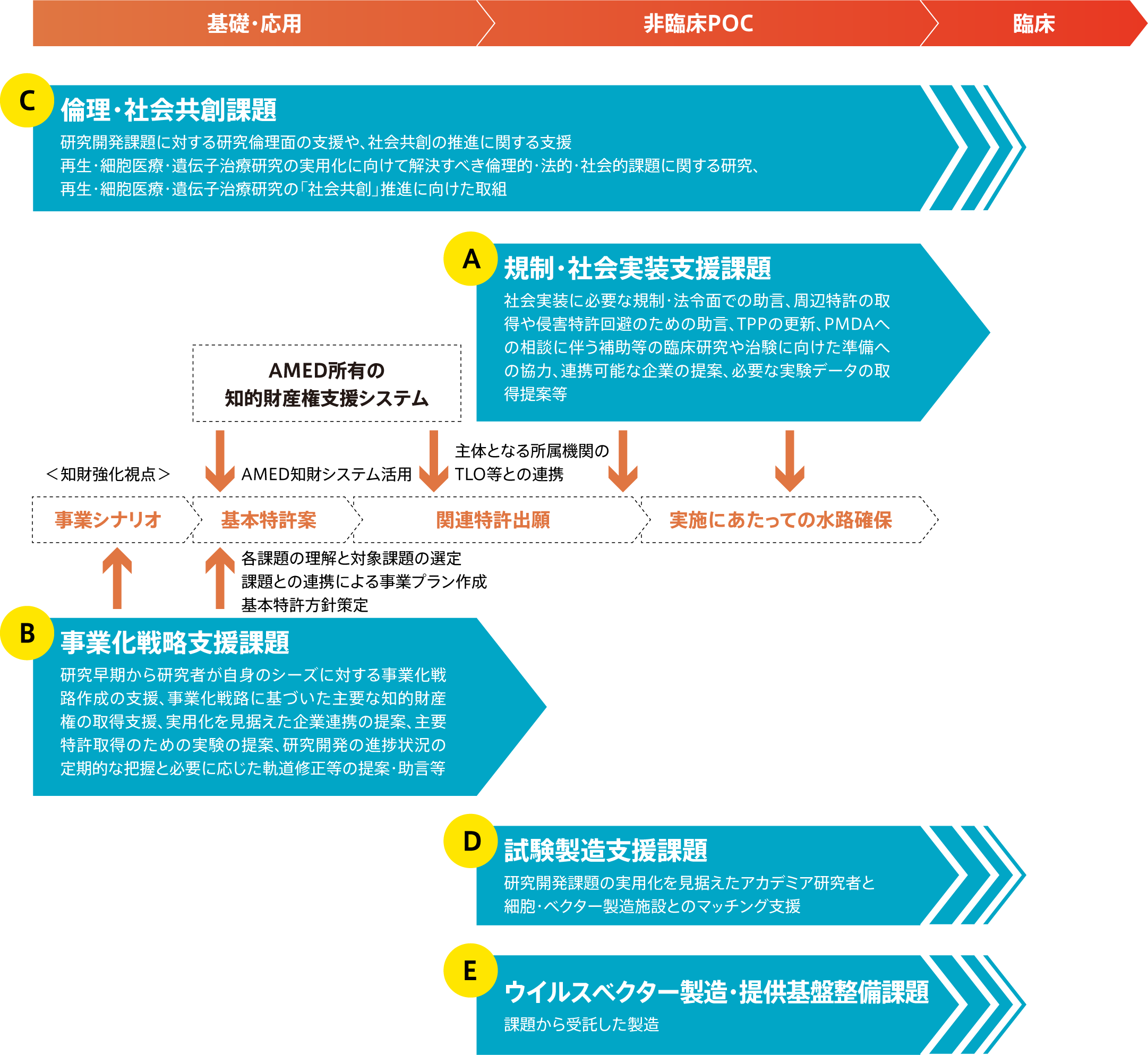 再生・細胞医療・遺伝子治療研究実用化支援課題の役割